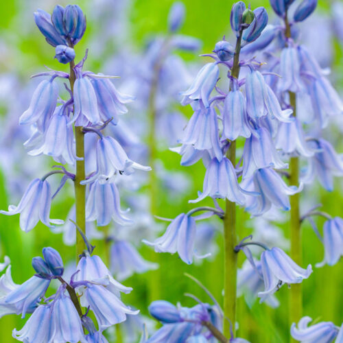 Organic Hyacinthoides hispanica Blue