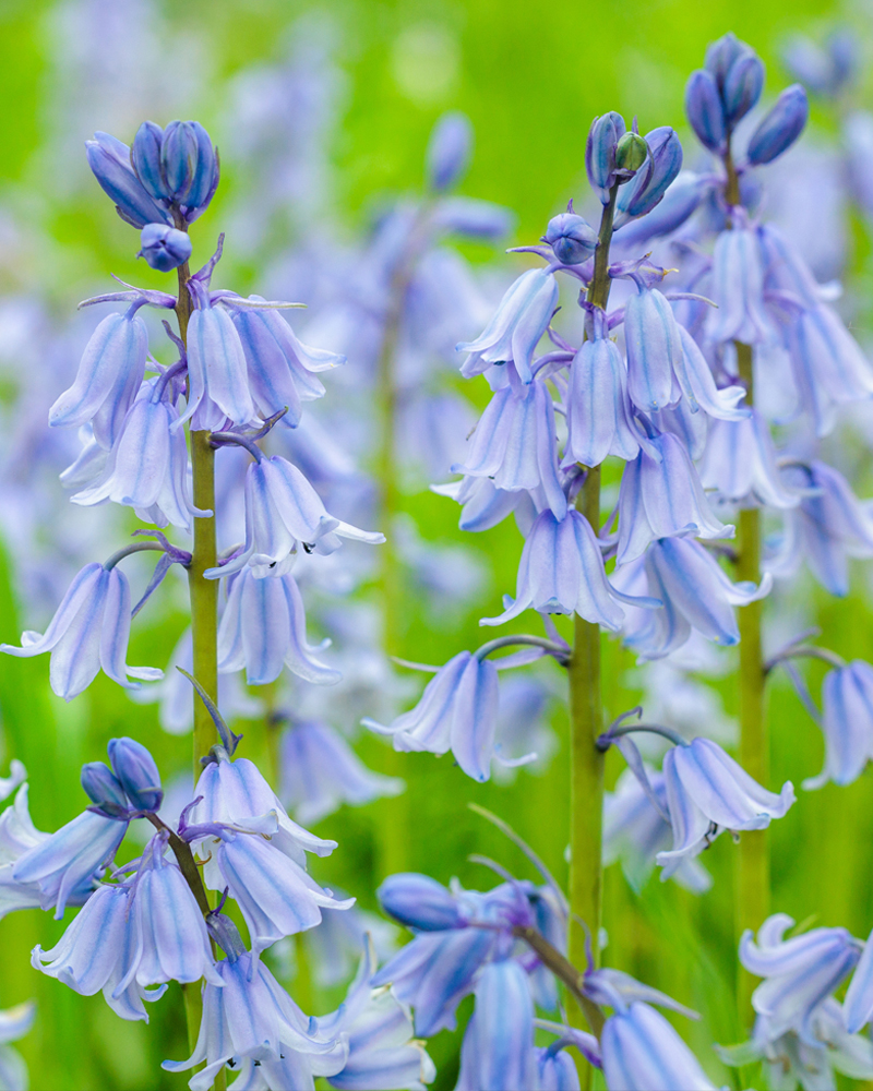 Organic Hyacinthoides hispanica Blue