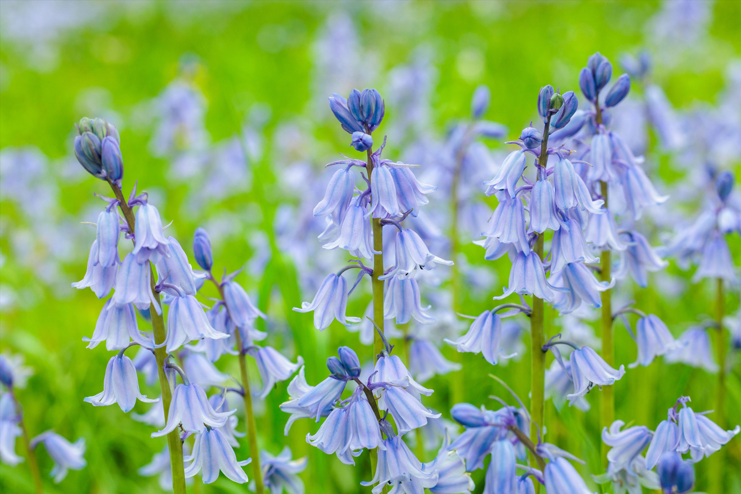 Organic Hyacinthoides hispanica Blue - Image 2