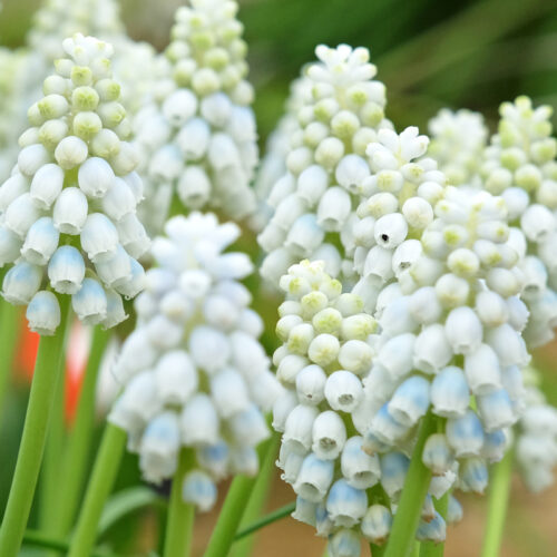 Organic Muscari 'White Magic'
