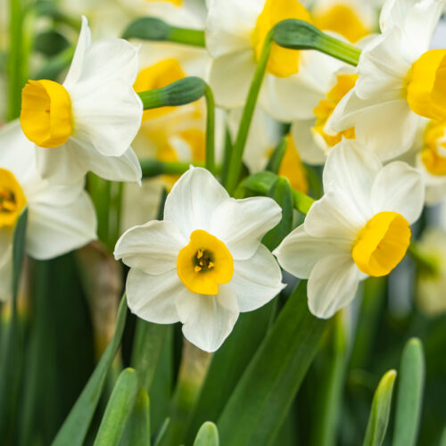 Organic Narcissus 'Minnow'