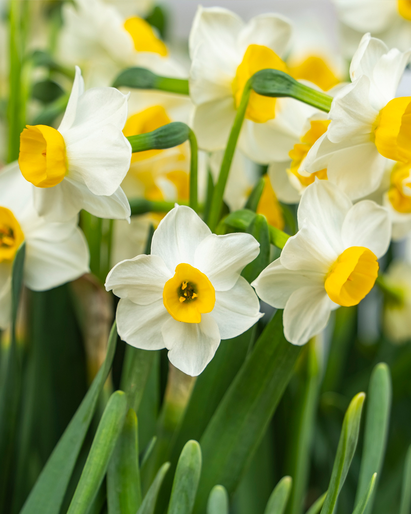 Organic Narcissus 'Minnow'