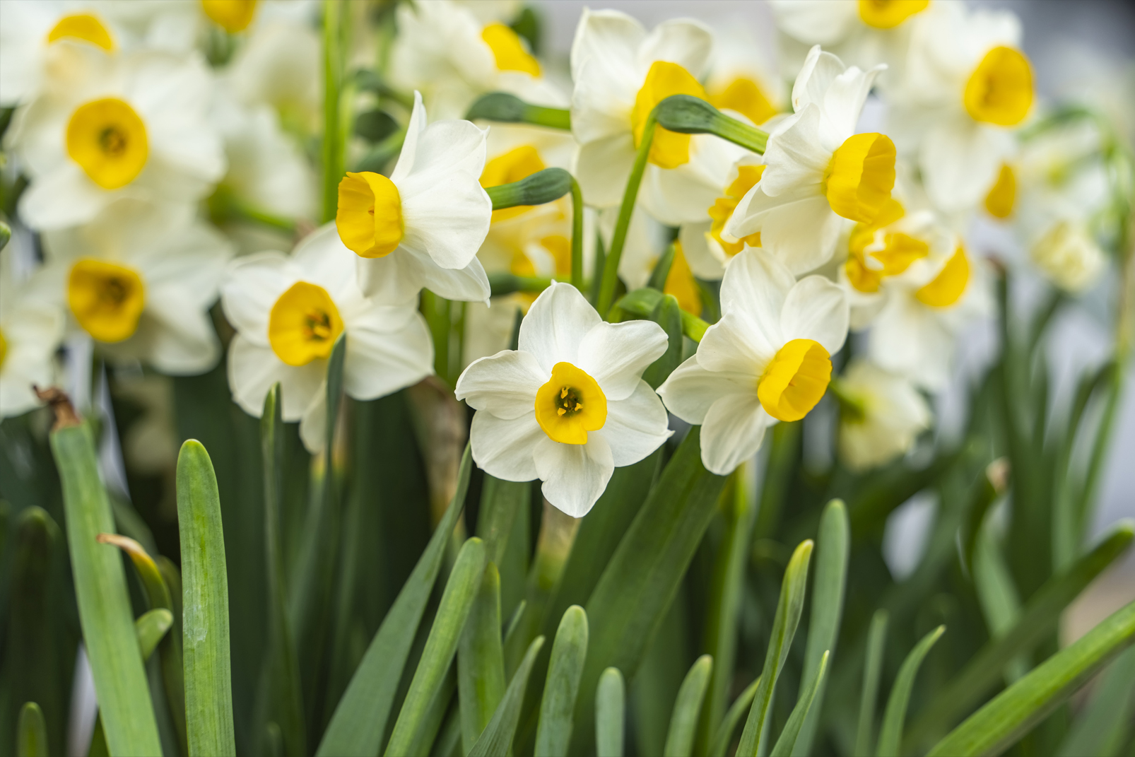 Organic Narcissus 'Minnow' - Image 2
