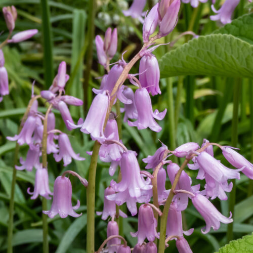 Organic Hyacinthoides hispanica Pink