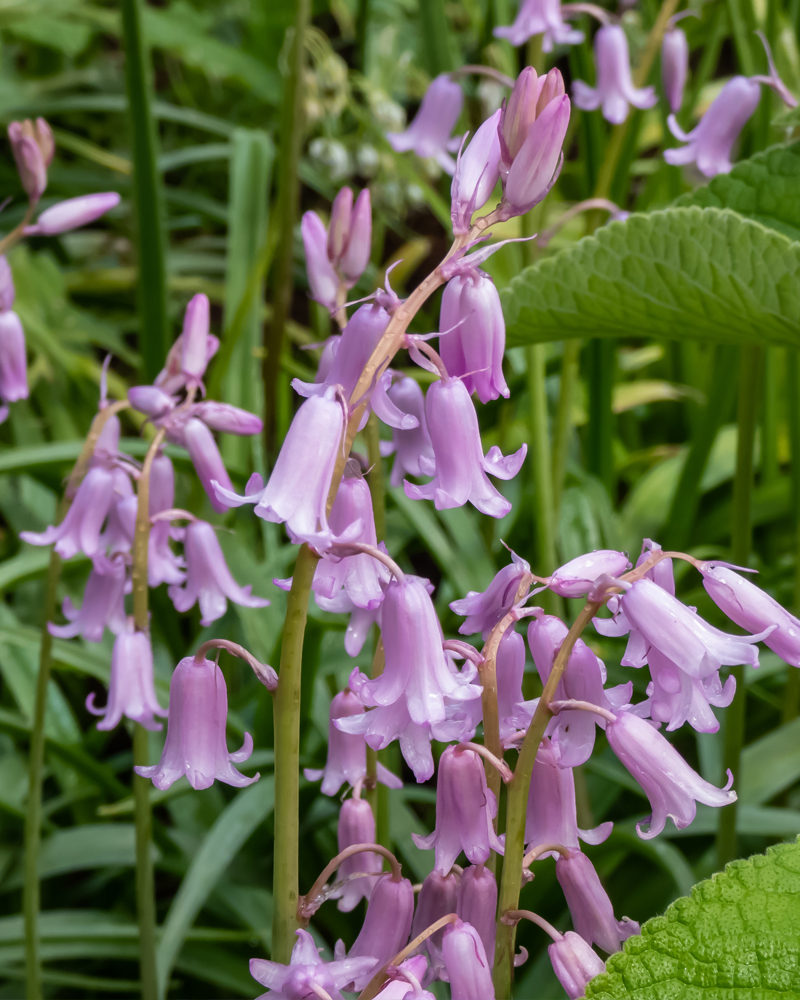 Organic Hyacinthoides hispanica Pink
