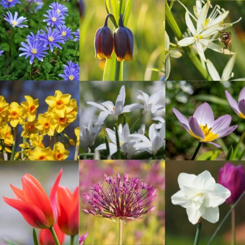 Organic Naturalising spring flower bulb collection