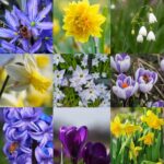Organic Naturalising Spring Bulb Collection 5