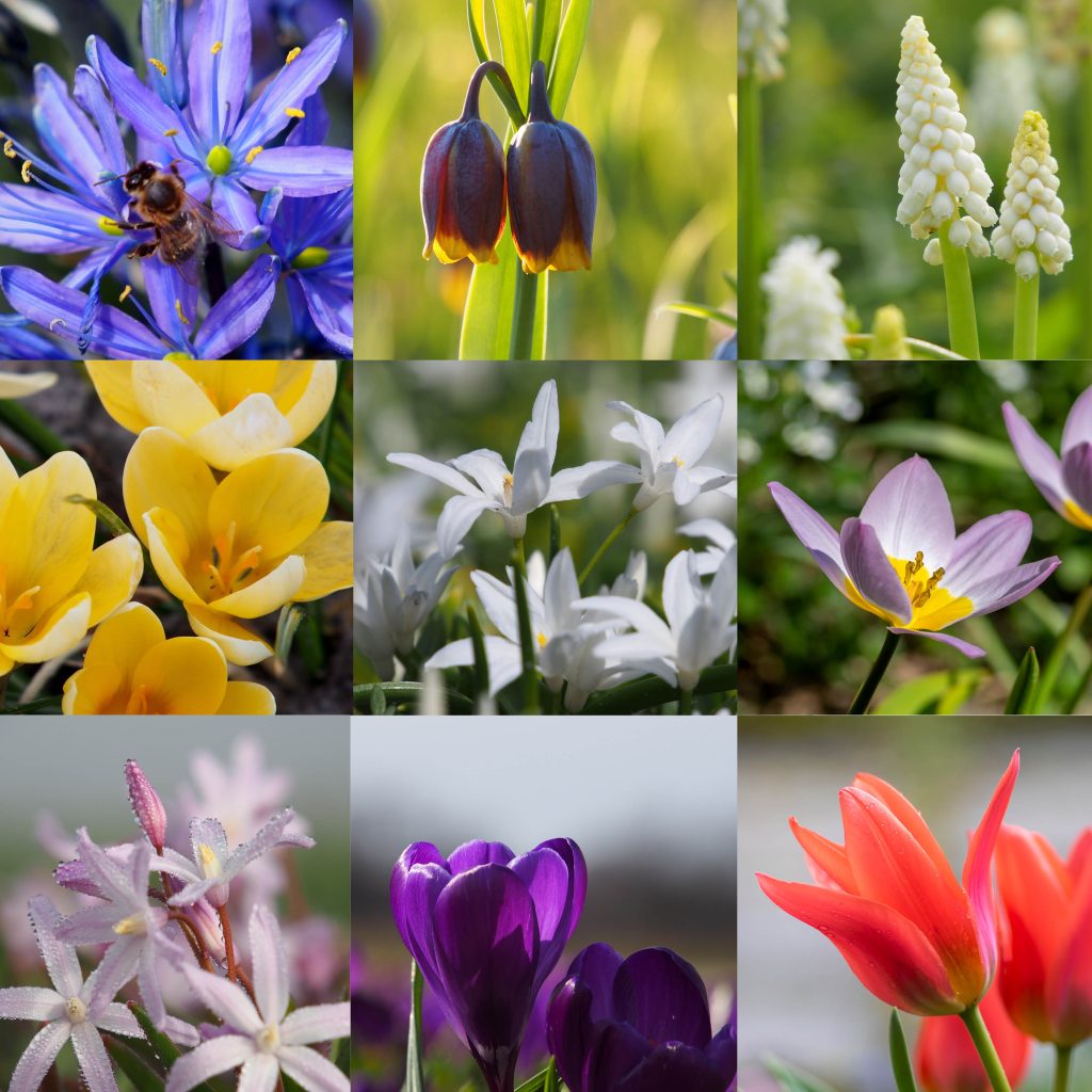 Organic Naturalising spring flower bulb collection