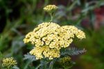 Achillea millefolium 'Hella Glashoff'