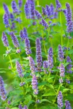 Agastache 'Black Adder'