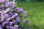 Aster cordifolius 'Little Carlow'