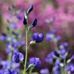 Baptisia australis