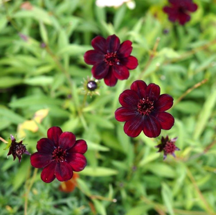 Cosmos atrosanguineus