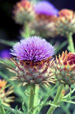 Cynara cardunculus