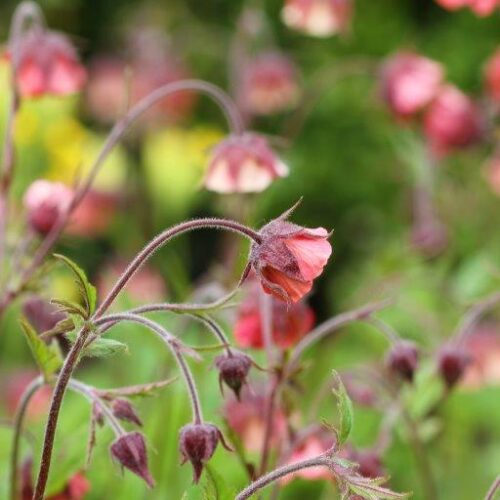 Geum 'Bell Banks'