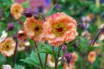 Geum 'Mai Tai'