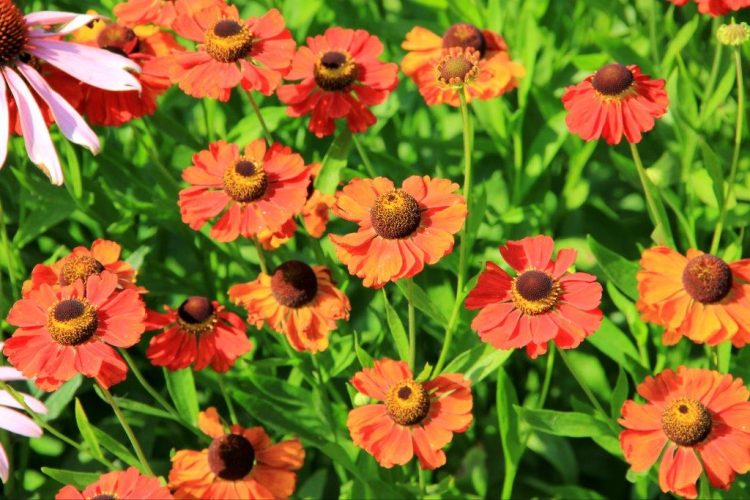 Helenium 'Meranti'