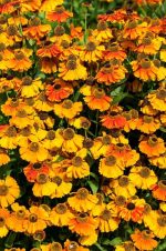 Helenium 'Sahin's Early Flowerer'