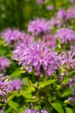 Monarda 'Mohawk'