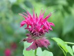 Monarda 'On Parade'