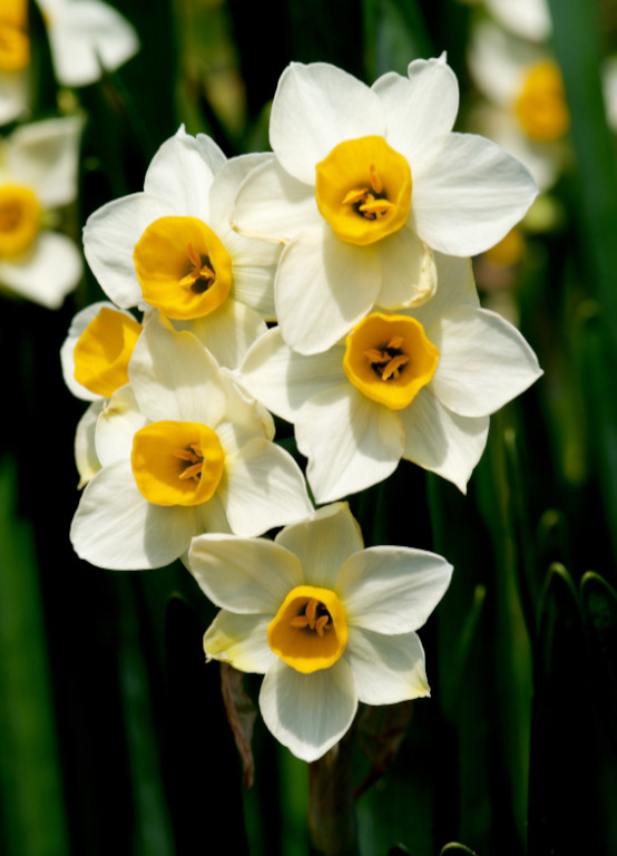 organic daffodils