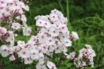 Phlox paniculata 'Nirvana'