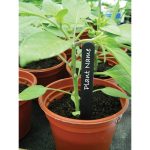 Plant Labels (50 pcs)