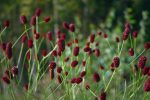 Sanguisorba 'Beetle Wings'