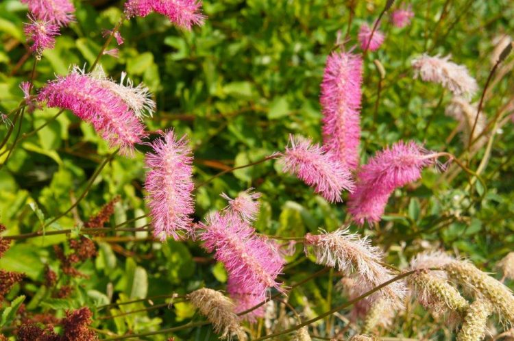 Sanguisorba 'Pink Brushes'