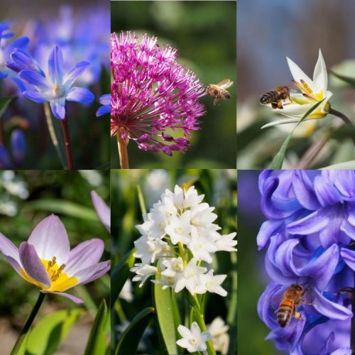 A Pollinator's feast - Organic Spring Bulb Collection
