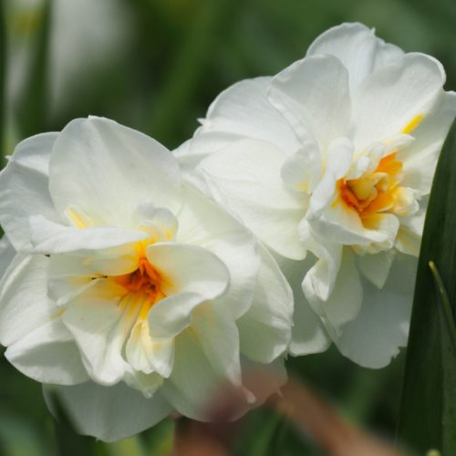 Organic Daffodils (Narcissi)