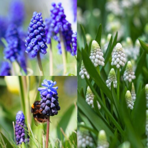 Spring Skies Organic Muscari Collection (30 pcs)