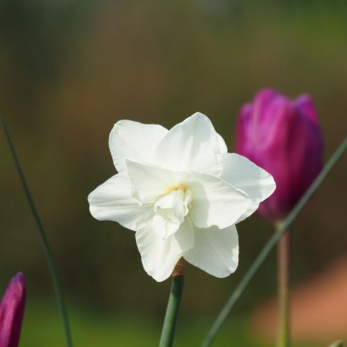 Organic Narcissus 'Papillon Blanc'
