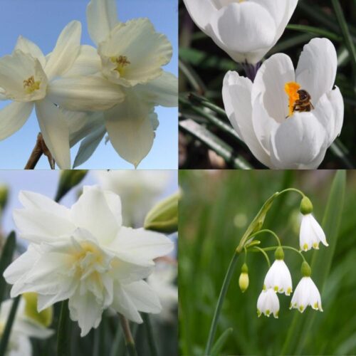 Organic Spring Bulb Collection 'White Enchantment'