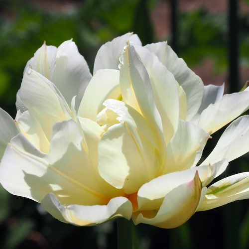 Organic Tulipa 'Exotic Emperor' or 'White Valley'