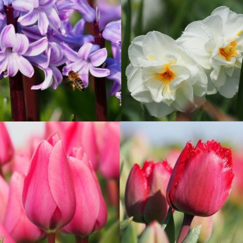 Spring Sunset Organic Spring Bulb Collection (40 pcs)