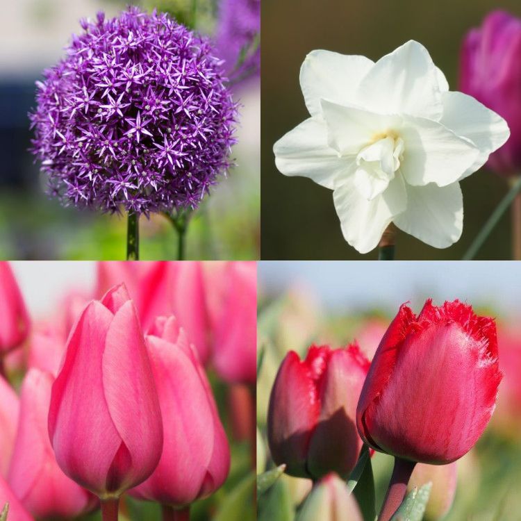 Spring Sunset Organic Spring Bulb Collection