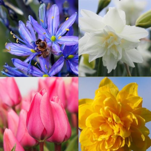 Sweet and Sparkling Organic Spring Bulb Collection