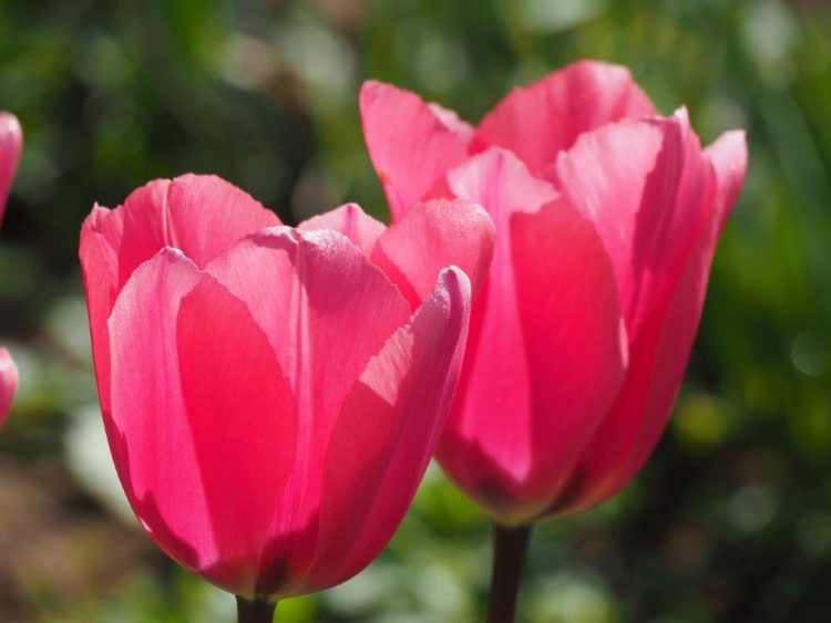 Organic Tulip Pink Impression