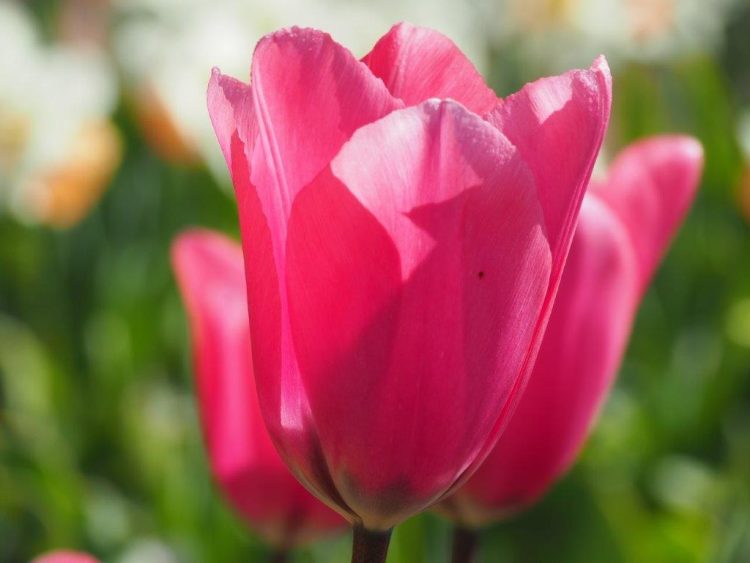Organic Tulip Pink Impression