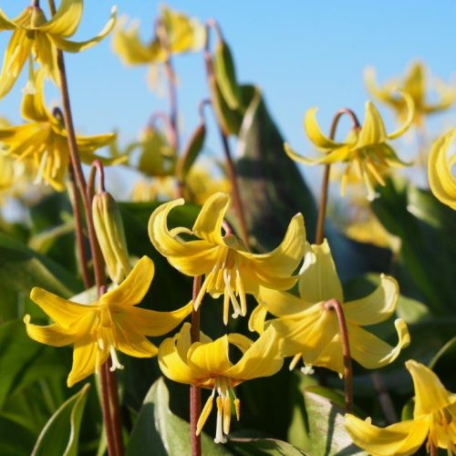 Organic Erythronium Pagoda