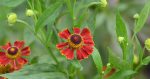 Helenium autumnale 'Helena Red Shades' (Organic)