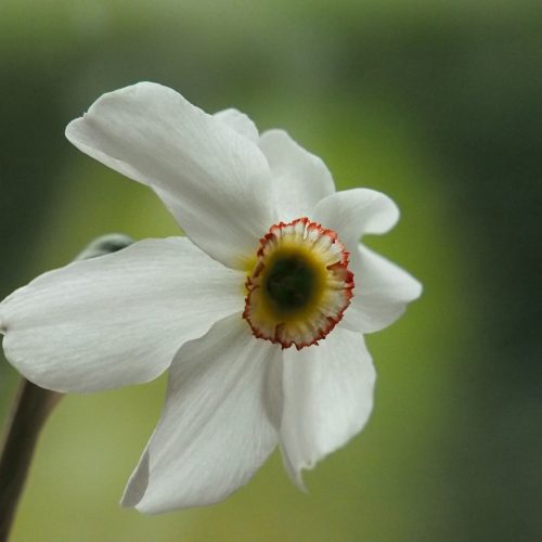 Organic Narcissus poeticus var recurvus