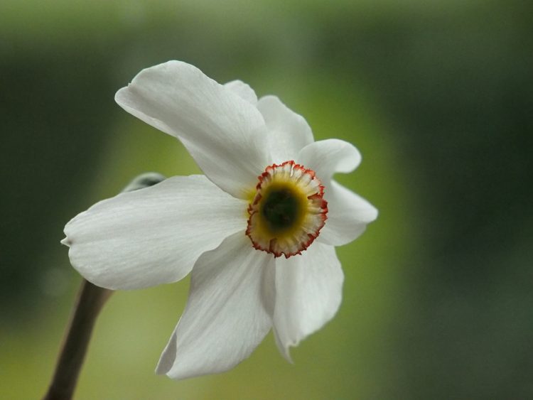 Organic Narcissus poeticus var recurvus