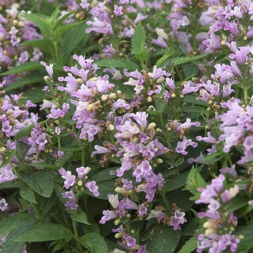 Nepeta subsessilis 'Candy Cat'