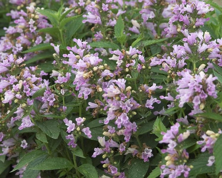 Nepeta subsessilis 'Candy Cat'