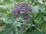 Organic Seeds Broccoli Santee F1