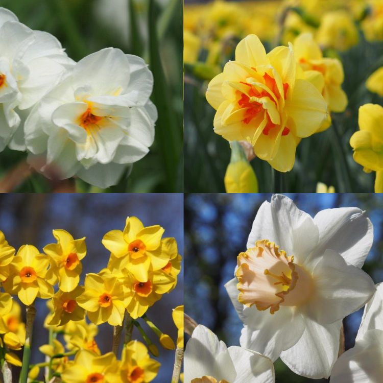 Devon Daffodils Organic Spring Bulb Collection (40 pcs) - Organic Gardener