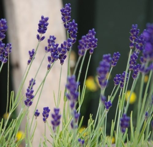 Organic Herb Lavender, English