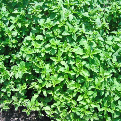 Organic Herb Marjoram, Sweet